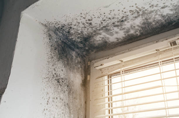 Affordable Basement Mold Remediation solutions in Bunn, NC