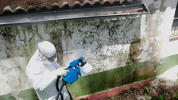 Top rated local Basement Mold Remediation specialists in Bunn, NC